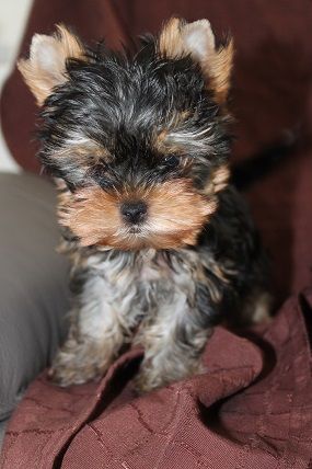 Des Merveilles Des Penitents - Chiot disponible  - Yorkshire Terrier