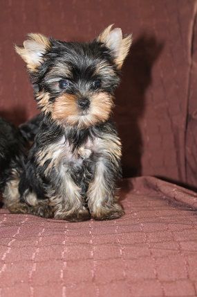 Des Merveilles Des Penitents - Chiot disponible  - Yorkshire Terrier