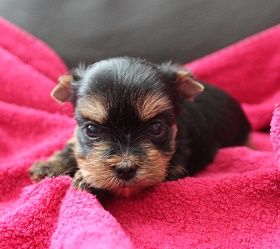 Des Merveilles Des Penitents - Chiots disponibles - Yorkshire Terrier