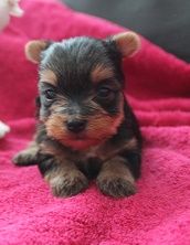 Des Merveilles Des Penitents - Chiots disponibles - Yorkshire Terrier