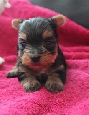 CHIOT 1