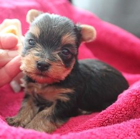 Des Merveilles Des Penitents - Chiots disponibles - Yorkshire Terrier
